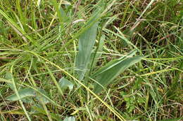 Image of Arnoglossum ovatum (Walter) H. Rob.