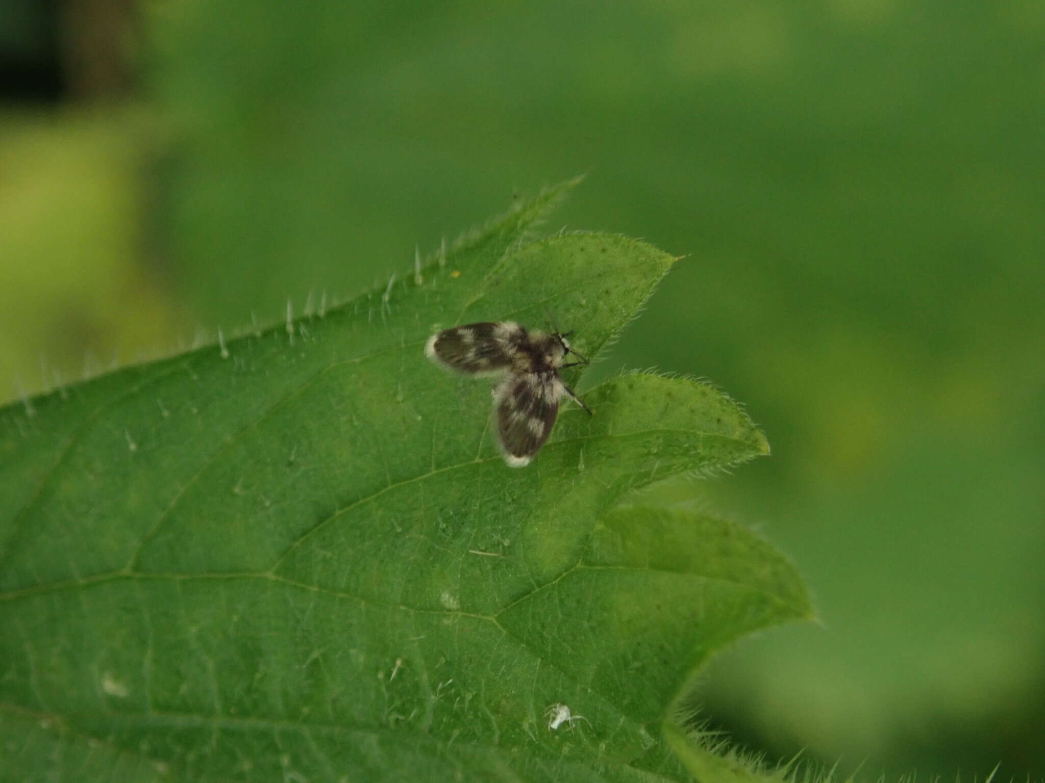 Image of Psychodinae