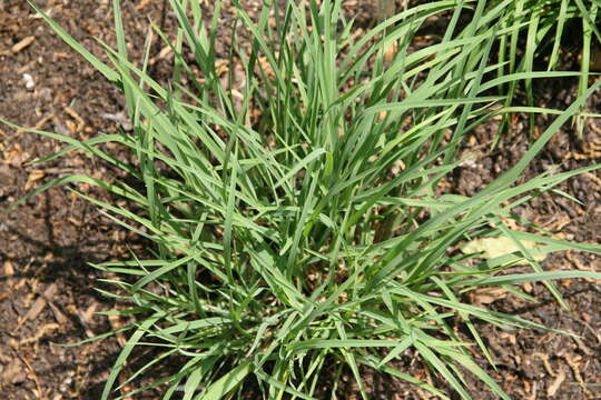 Imagem de Schizachyrium scoparium (Michx.) Nash