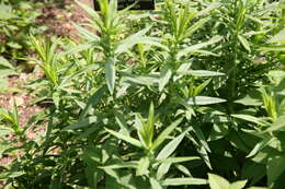 Image of Broomsedge Bluestem