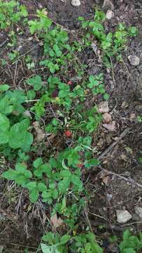 Imagem de Rubus trivialis Michx.