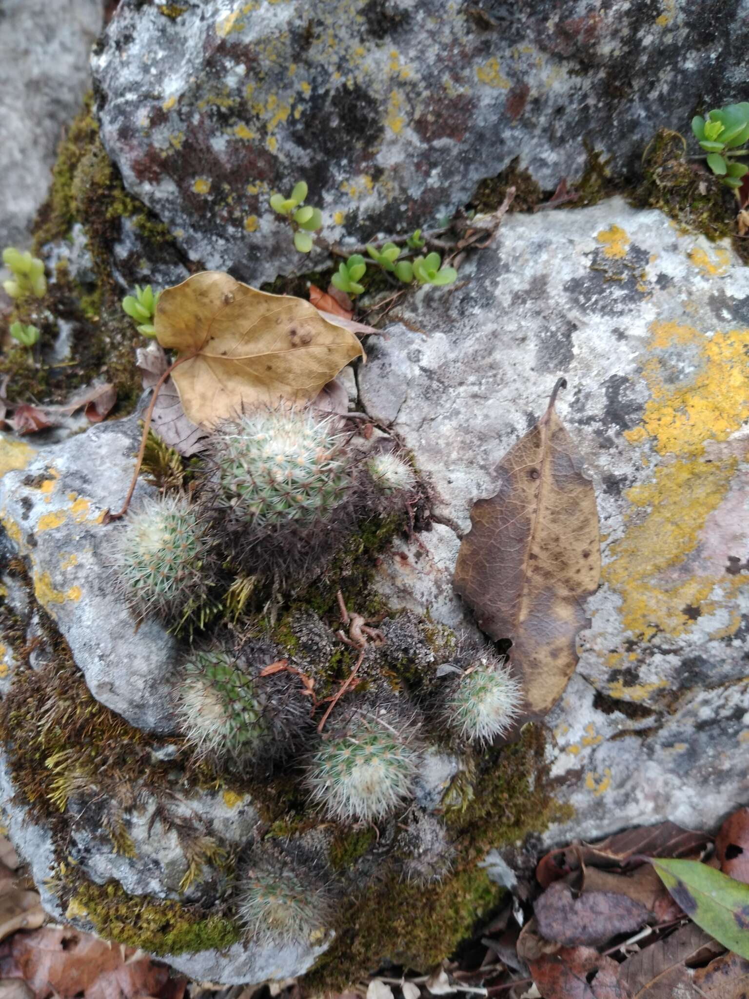 Image of Mammillaria albilanata subsp. tegelbergiana (G. E. Linds.) D. R. Hunt