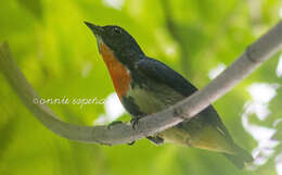 Image of Fire-breasted Flowerpecker