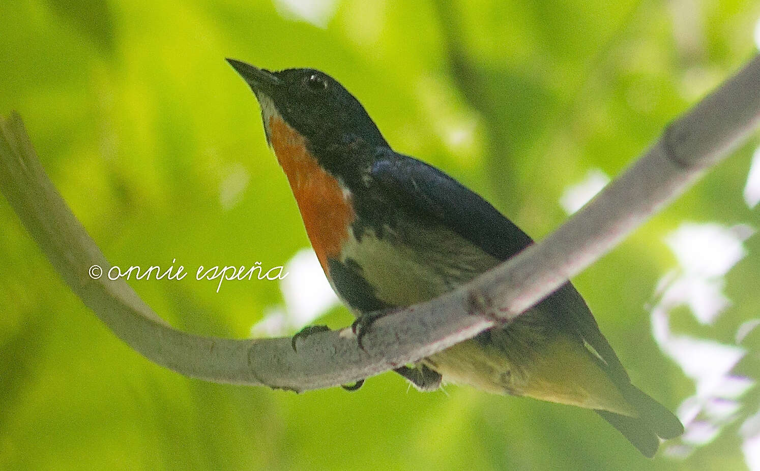 Image of Fire-breasted Flowerpecker