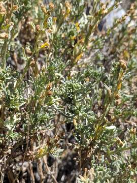 Image of timberline sagebrush