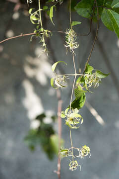 Imagem de Clematis formosana Kuntze