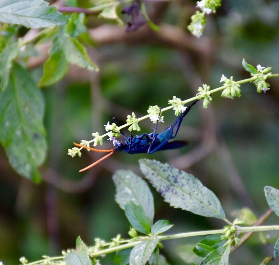 صورة Pepsis ruficornis (Fabricius 1775)