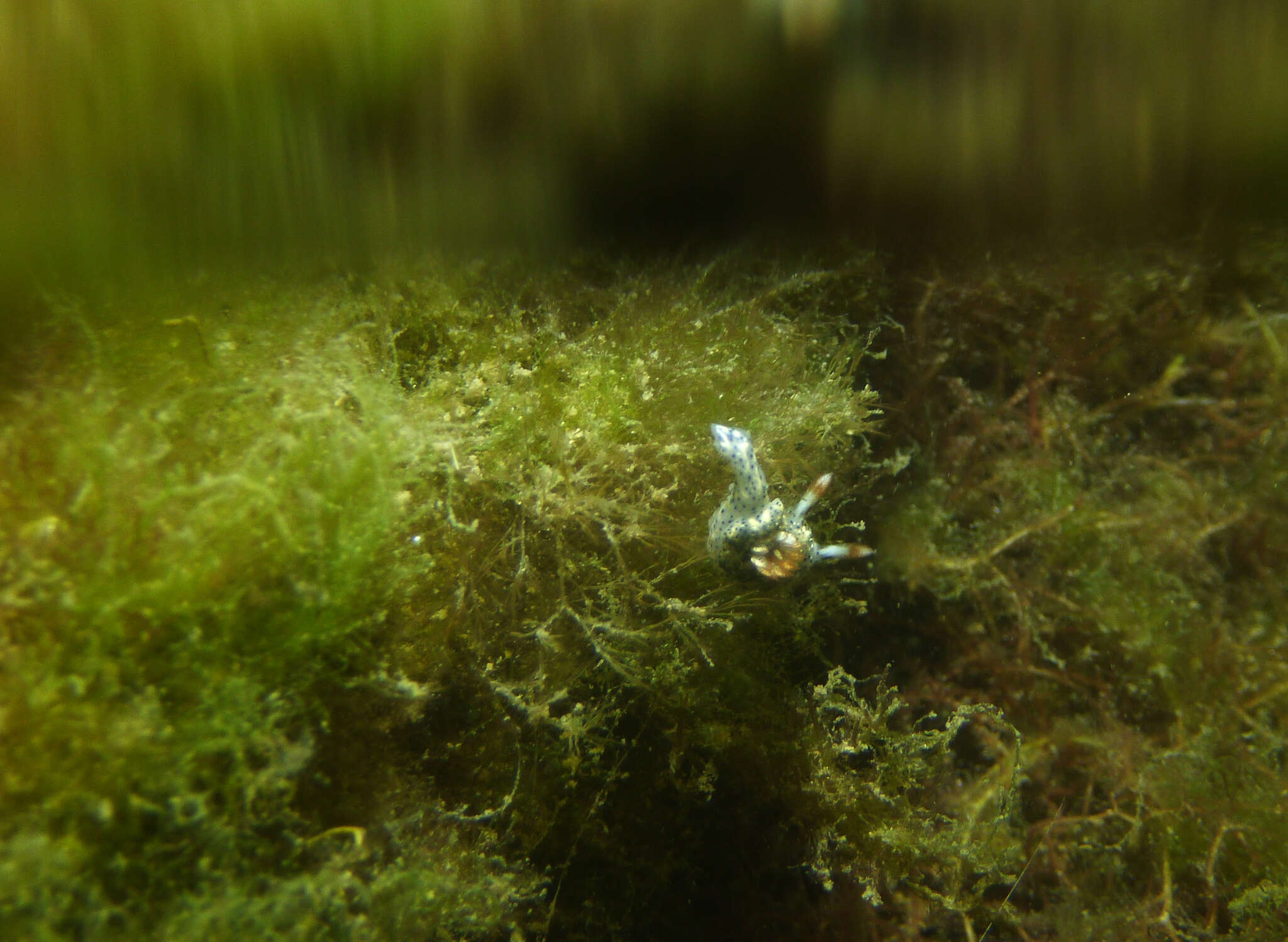 Image of Hypselodoris saintvincentius Burn 1962