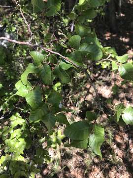 Image of Nothofagus macrocarpa (A. DC.) F. M. Vázquez & R. A. Rodr.