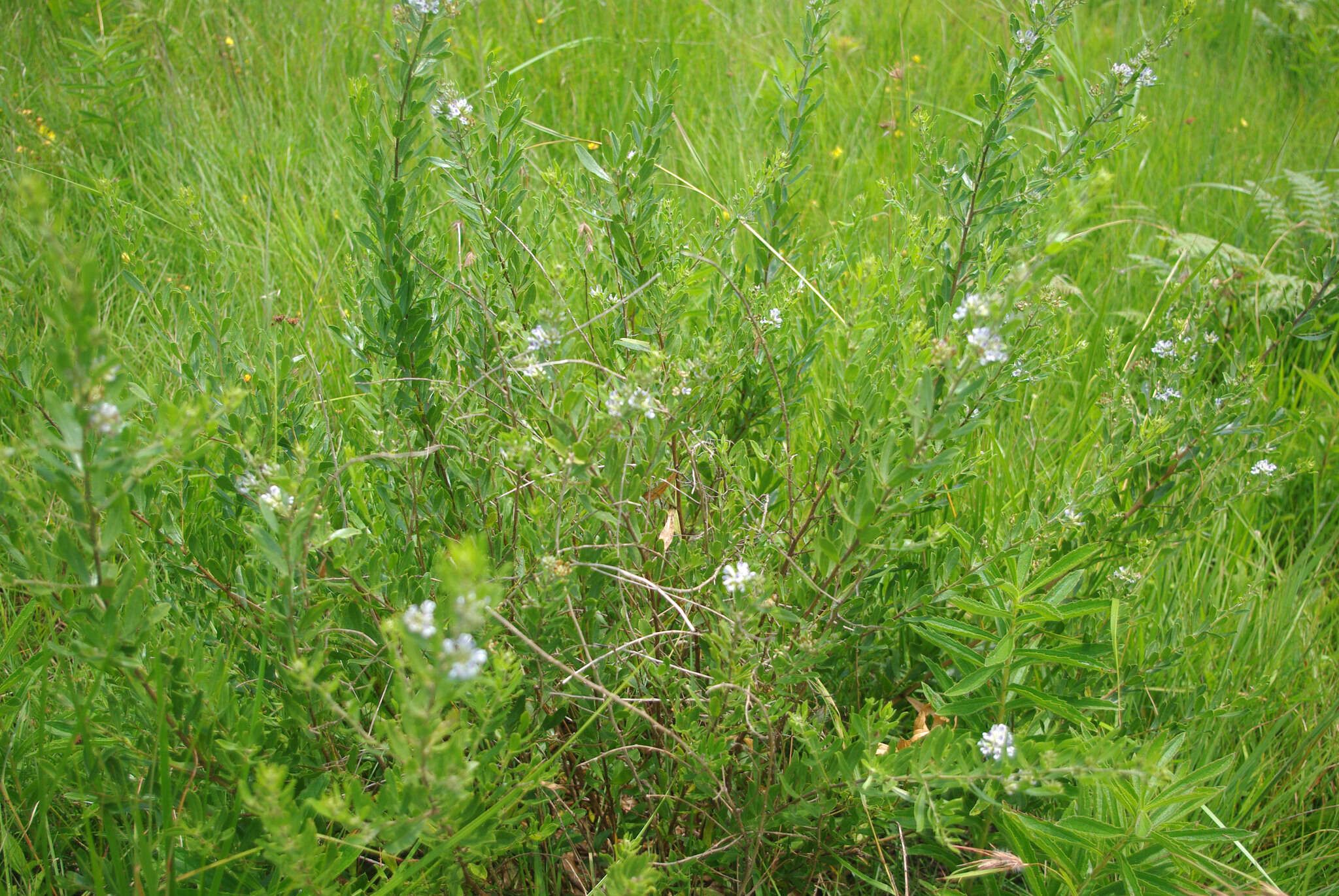 Image of Grassland blue pea