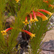 Image of Erica grandiflora subsp. grandiflora