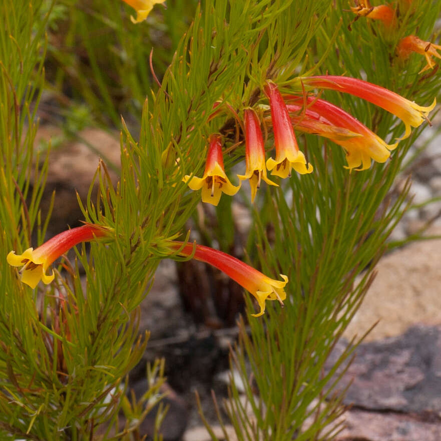 Image of Erica grandiflora subsp. grandiflora