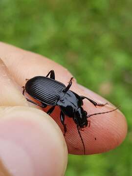 Image of Pterostichus (Pterostichus) micans Heer 1838