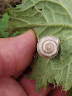 Image of Harmozica ravergiensis (A. Férussac 1835)