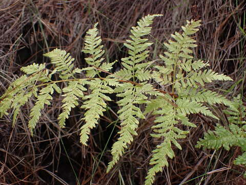 Imagem de Pteris dentata Forsk.