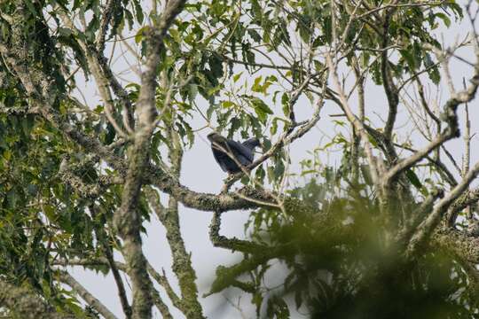 Image of White-naped pigeon