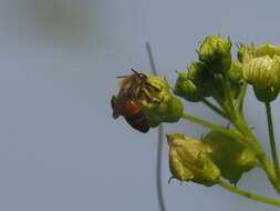 Image of Andrena florea Fabricius 1793