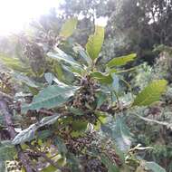 Image of Morella pubescens (Humb. & Bonpl. ex Willd.) Wilbur