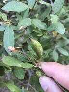 Image of Huckleberry Oak