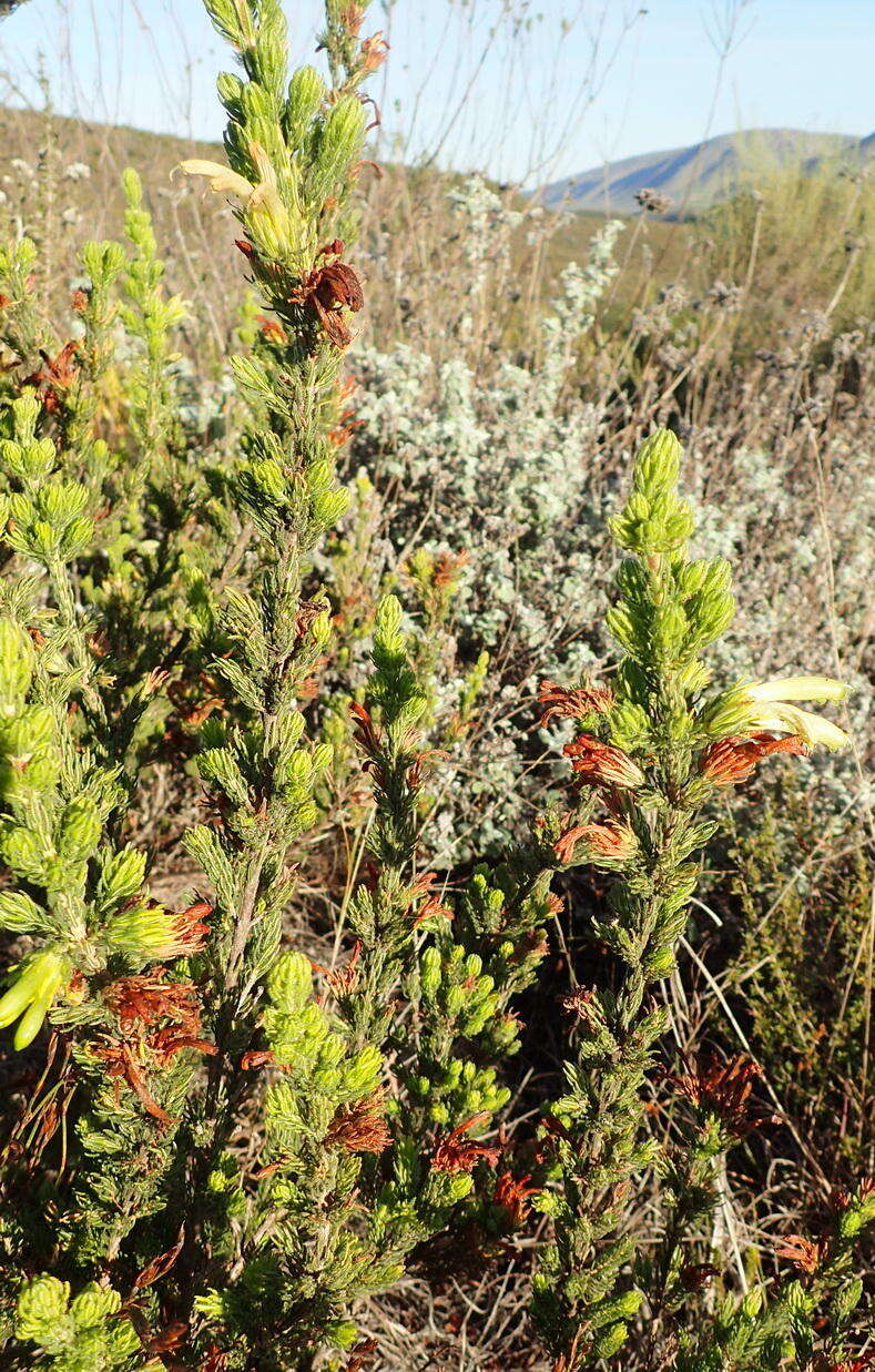 Image of Erica unicolor subsp. unicolor