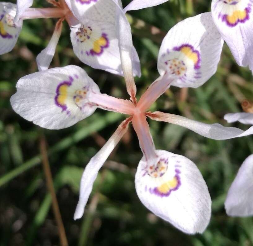 Image of Moraea elliotii Baker