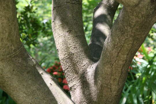 Image of Chinese holly