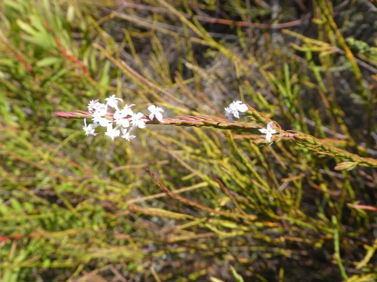 Image of Struthiola dodecandra (L.) Druce