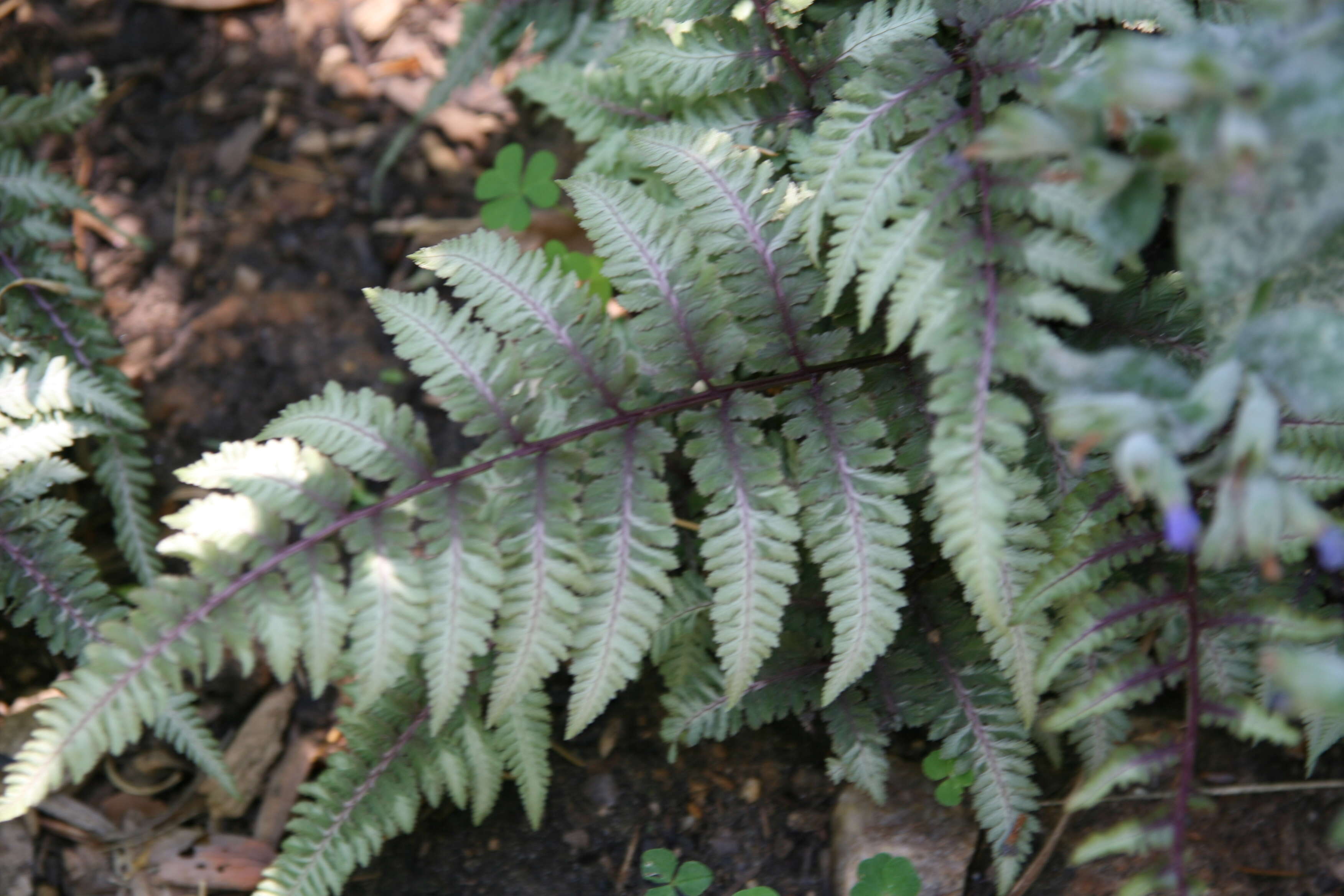 Image de Anisocampium niponicum (Mett.) Yea C. Liu, W. L. Chiou & M. Kato