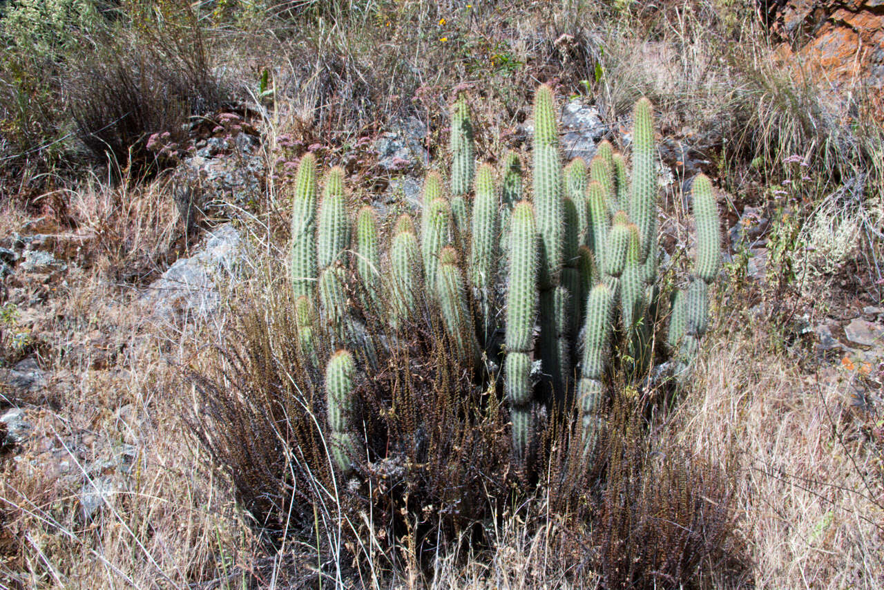 صورة Cleistocactus buchtienii Backeb.