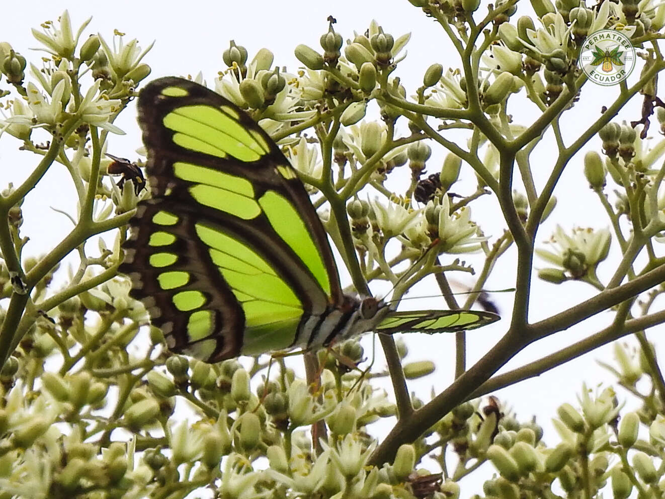 Image of Philaethria ostara