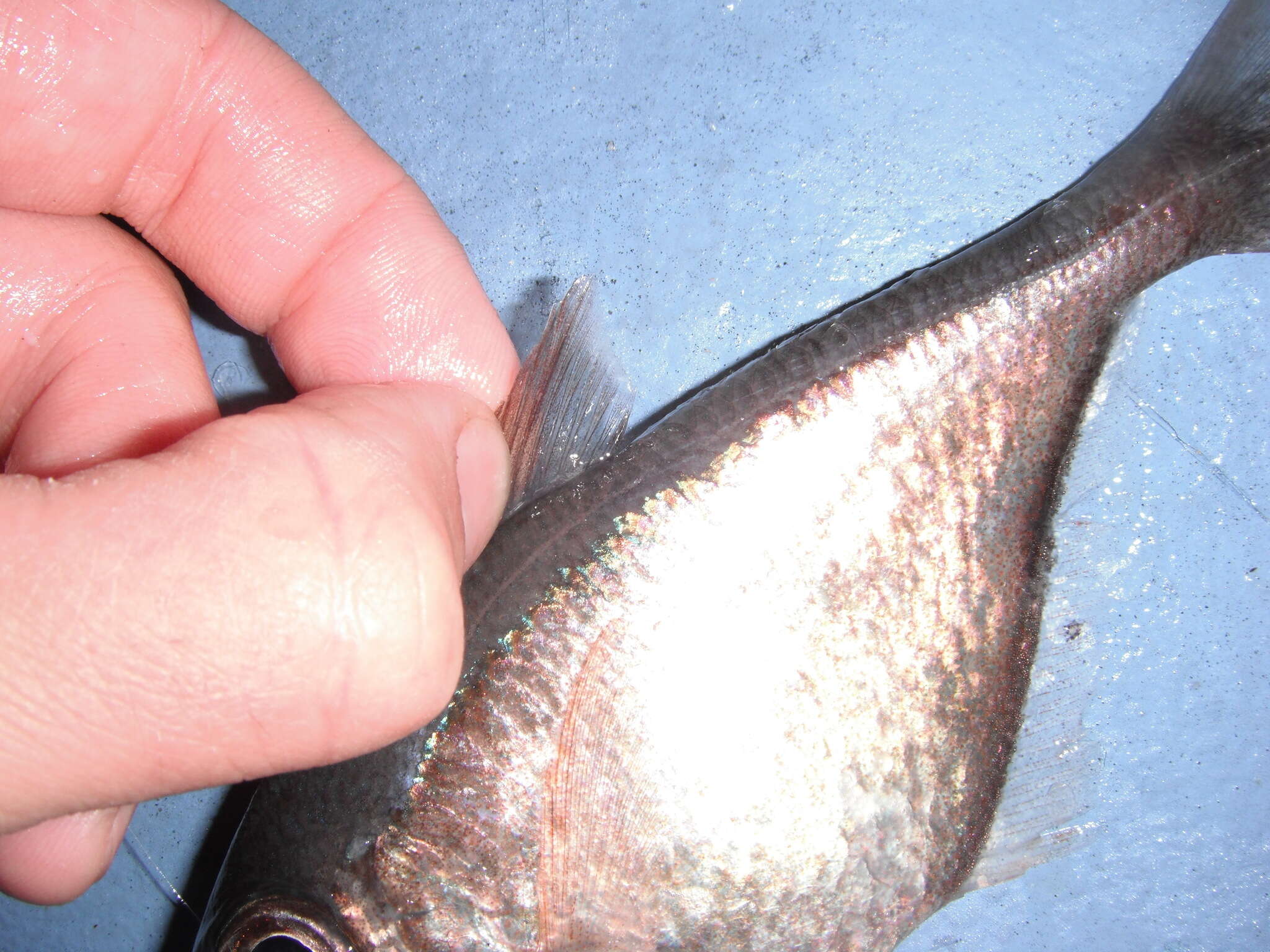 Image of Copper sweeper