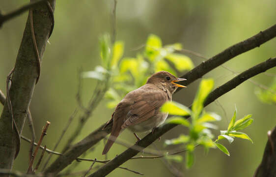 Image of Thrush Nightingale