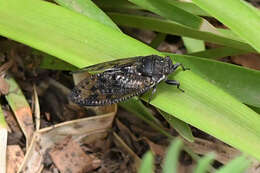 Image of Quintilia wealei (Distant 1892)