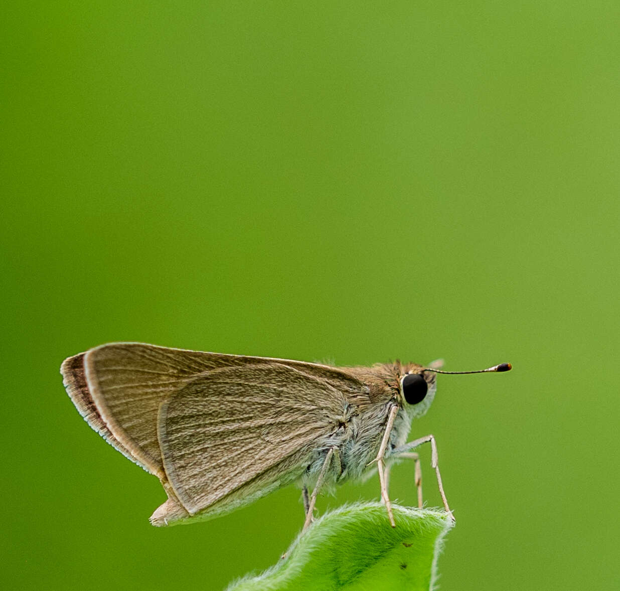 Image of Mediterranean Skipper