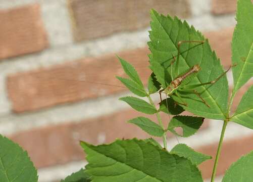 Image of speckled bush-cricket