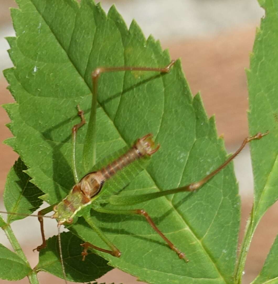 Image of speckled bush-cricket