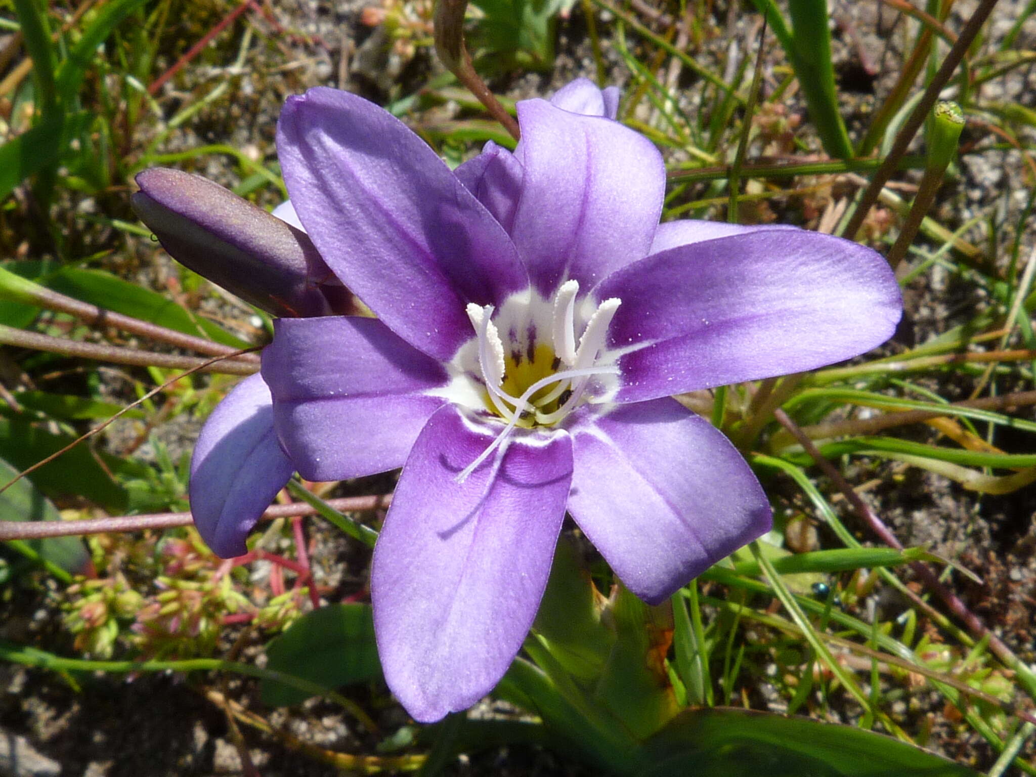 Image of Sparaxis grandiflora subsp. violacea (Eckl.) Goldblatt