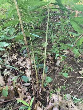 Image of log fern