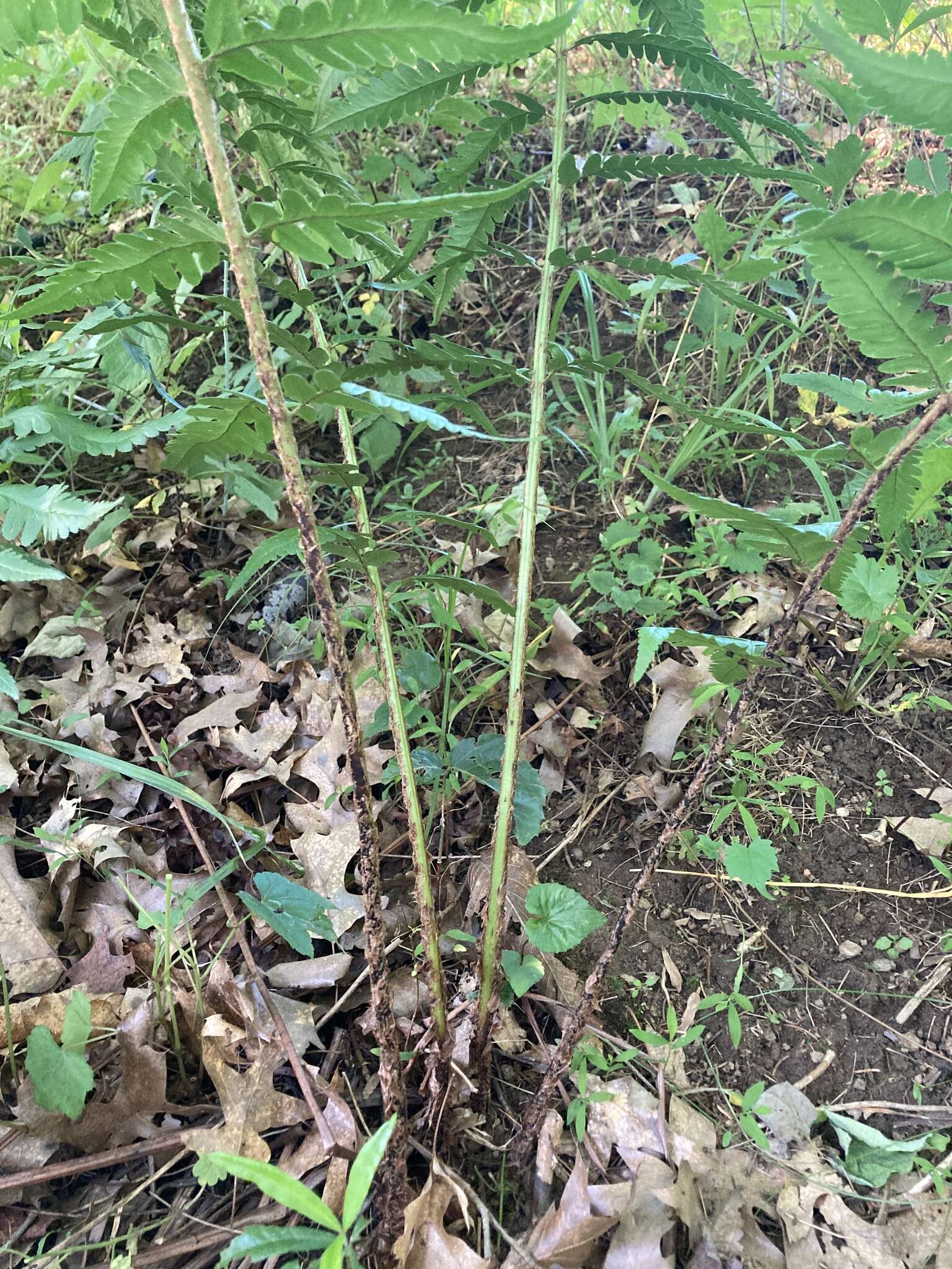 Image of log fern