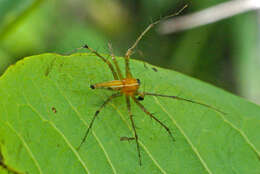 Image de Oxyopes sunandae Tikader 1970