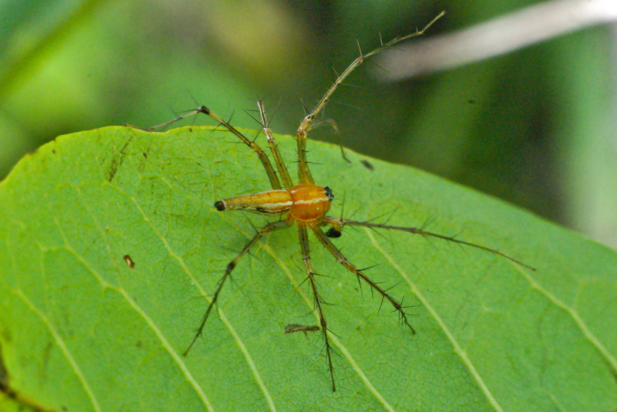 Image de Oxyopes sunandae Tikader 1970