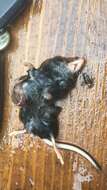 Image of Smoky Shrew