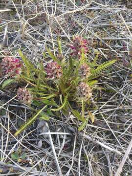 Imagem de Pedicularis arctoeuropaea (Hultén) U. Molau & D. F. Murray