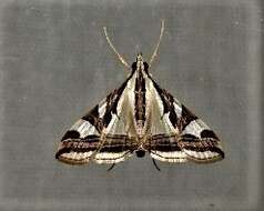 Agrioglypta excelsalis Walker (1866) resmi