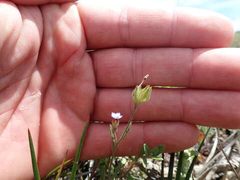 Image of manyleaf gilia