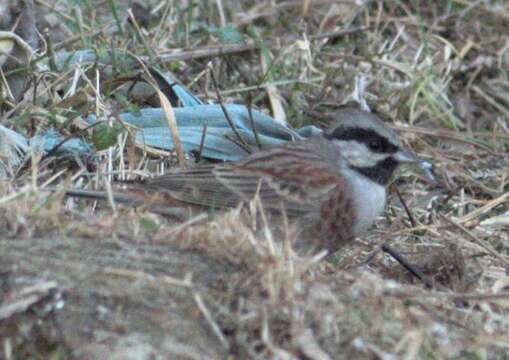 Imagem de Emberiza stewarti (Blyth 1854)