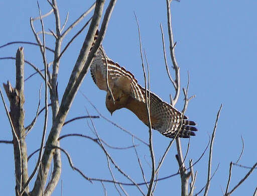 Image of Red-shouldered Hawk