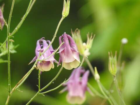 Image of Aquilegia yabeana Kitag.