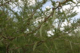 Vachellia seyal (Delile) P. J. H. Hurter resmi