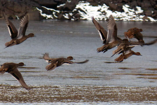 Image of Eaton's Pintail